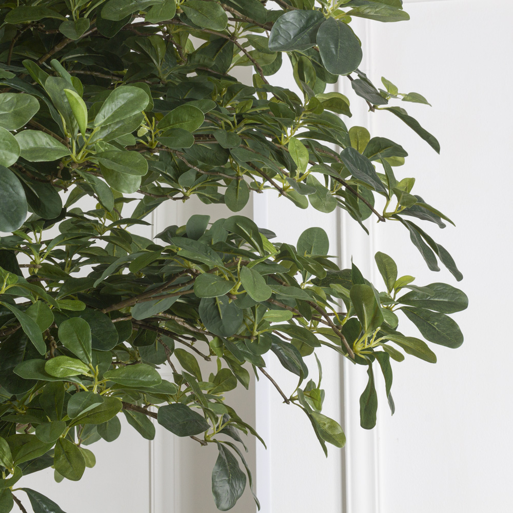 240/3К/ОС/ВП/84(з)(УУ)(Пр) Шеффлера искусственная h240см (латекс)_4