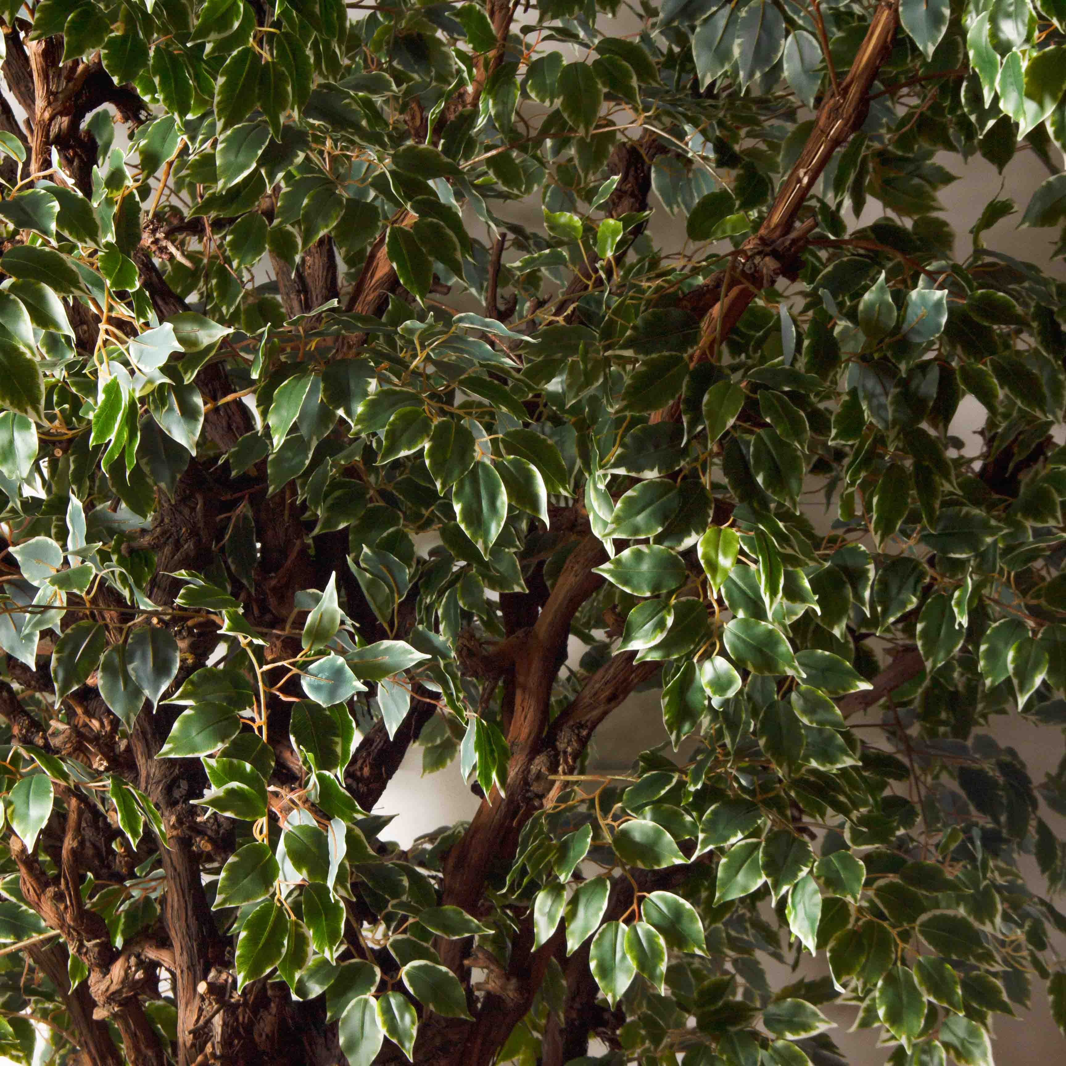 320/ОС/АСС/17(Пр)(F)Фикус Бенджамина искусственный h320см_8