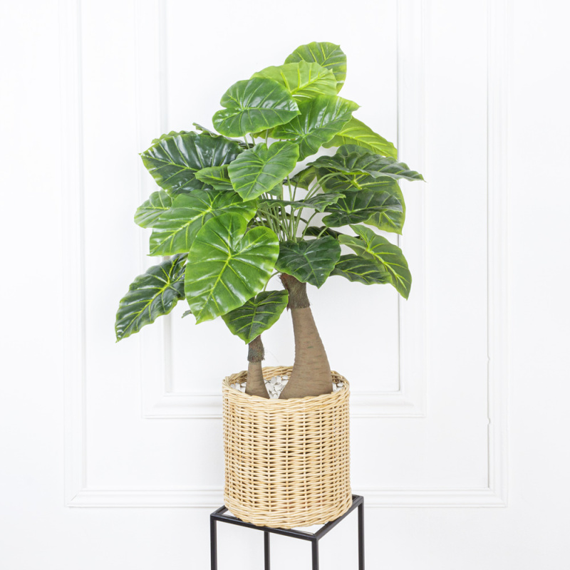 ЦС90/84 Алоказия клобучковая (латекс) h-90см в горшке d19см_9