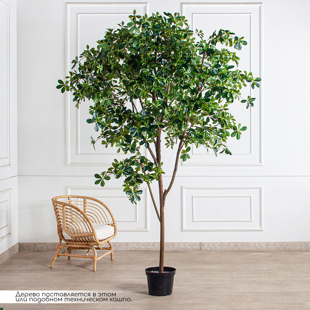 250/РН/АСС/84-1(з)(Пр)(F) Шеффлера искусственная h250см (латекс)_2