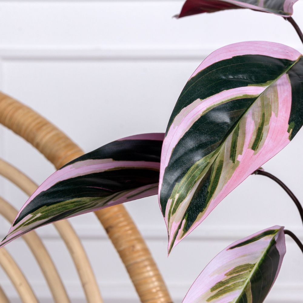 7143/0471-5 Маранта искусственный куст с корнями 9 листов h50см, зелено-розовый_6