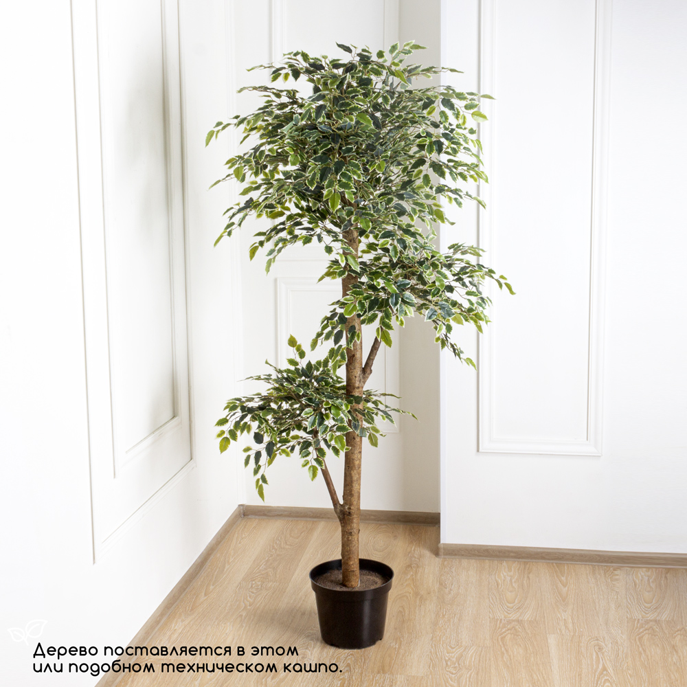 190/3К/Р/23М Фикус Бенджамина Старлайт h190см(латекс)_5