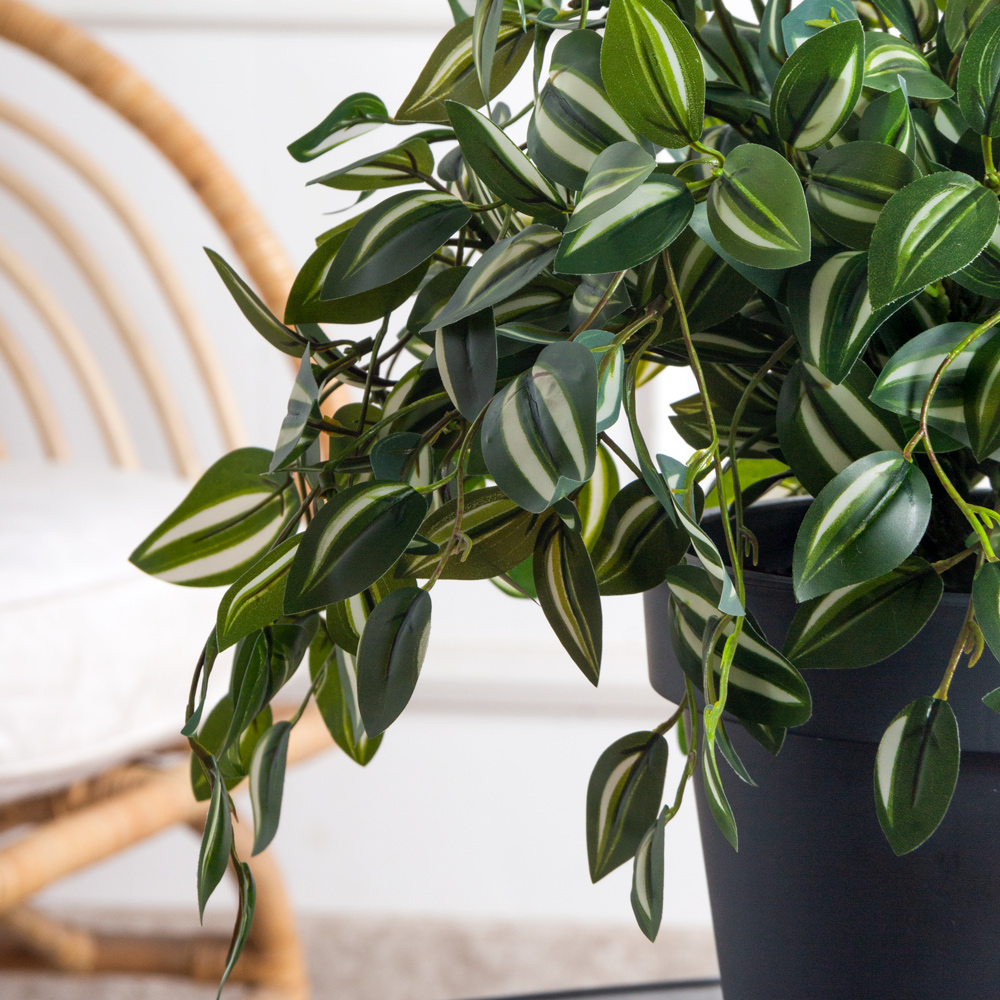 КС131(з)(F) Традесканция в кашпо d23см_1