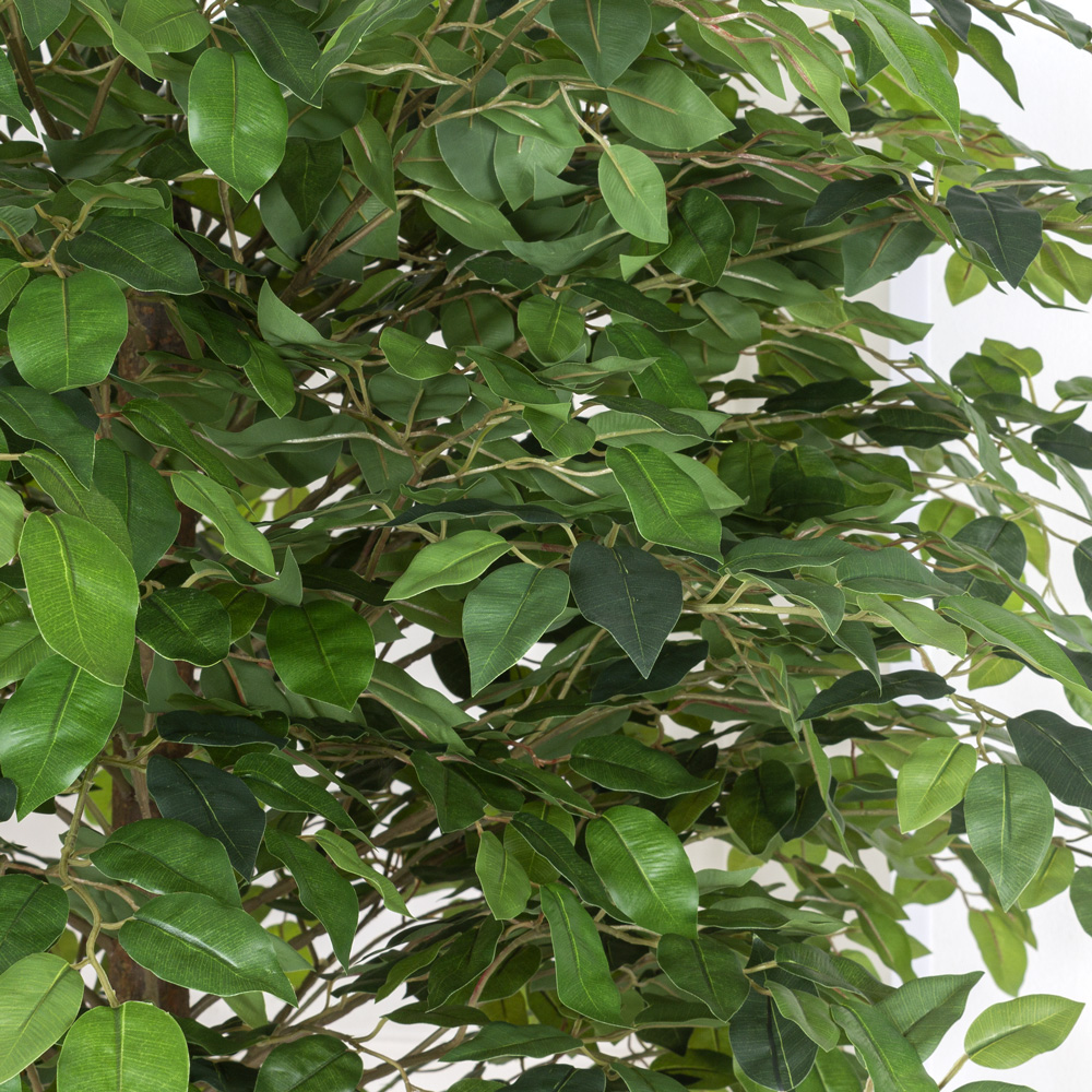 180/ССТК/35 Фикус h180см (латекс) _8