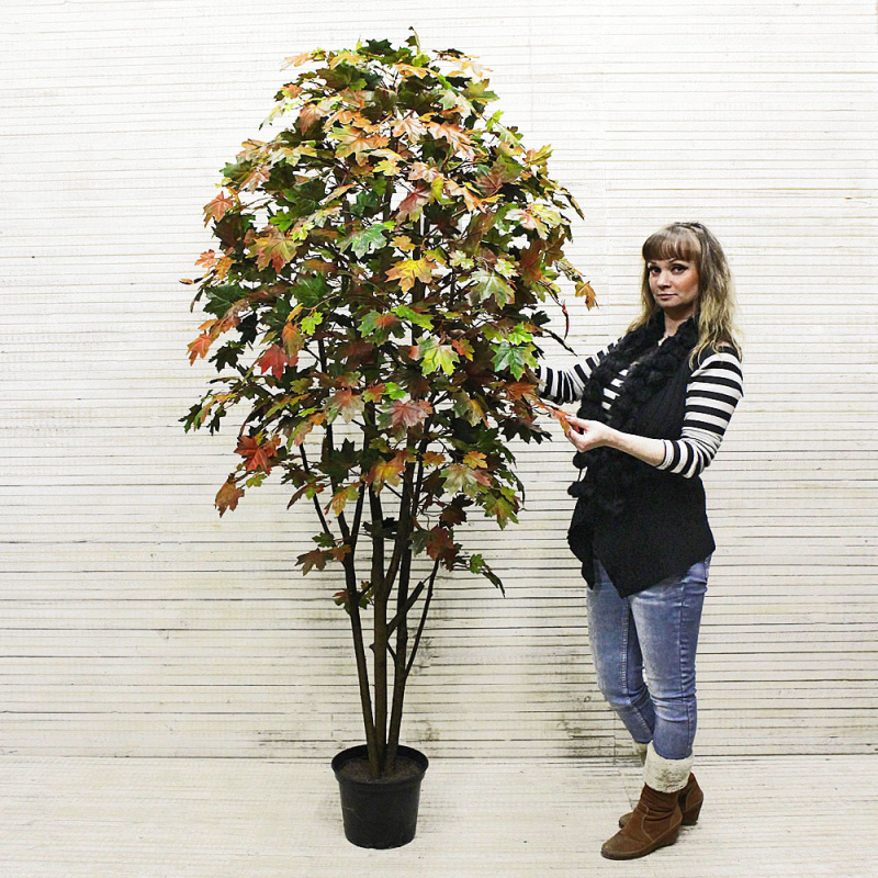 200/РН/29М (з) Клён 200см