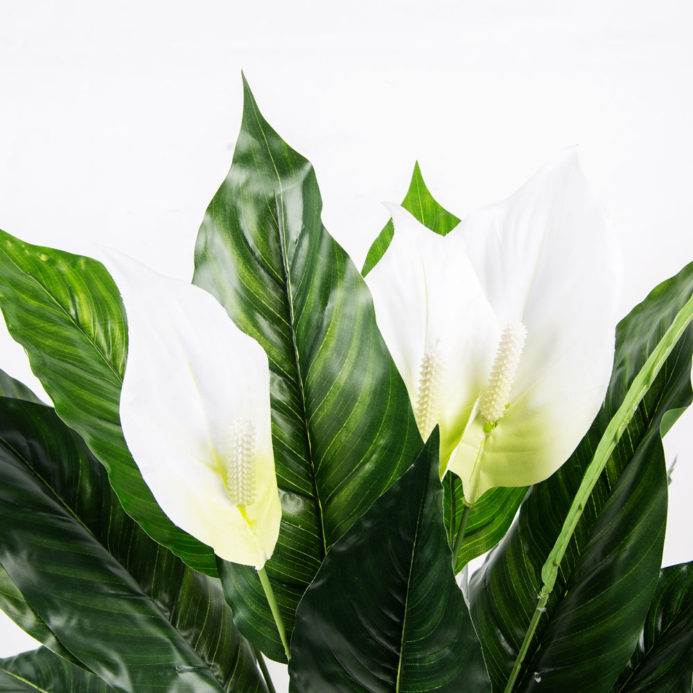 7143/0760-39/2 Куст cпатифиллум *18в h60см_2