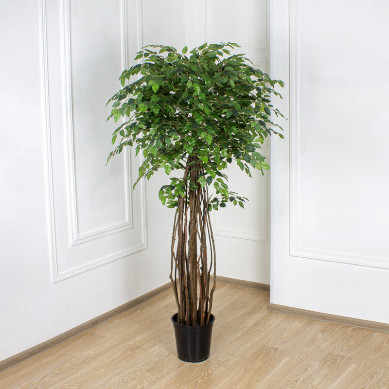 180/ССТК/35 Фикус h180см (латекс)_6