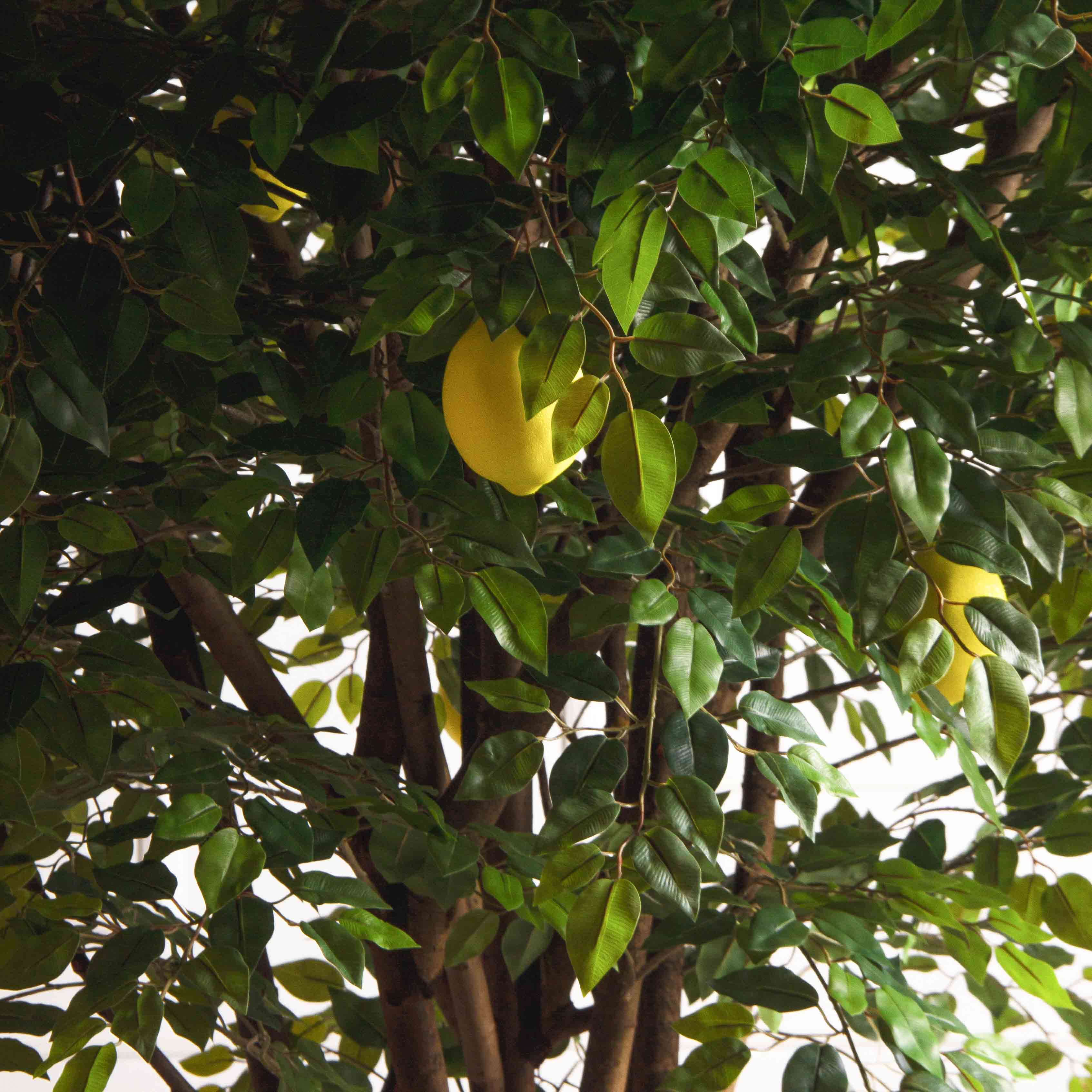 250/РН/20М-1(з)(УУ)(Пр)(F) Лимон искусственный h250см d200см, латекс_7