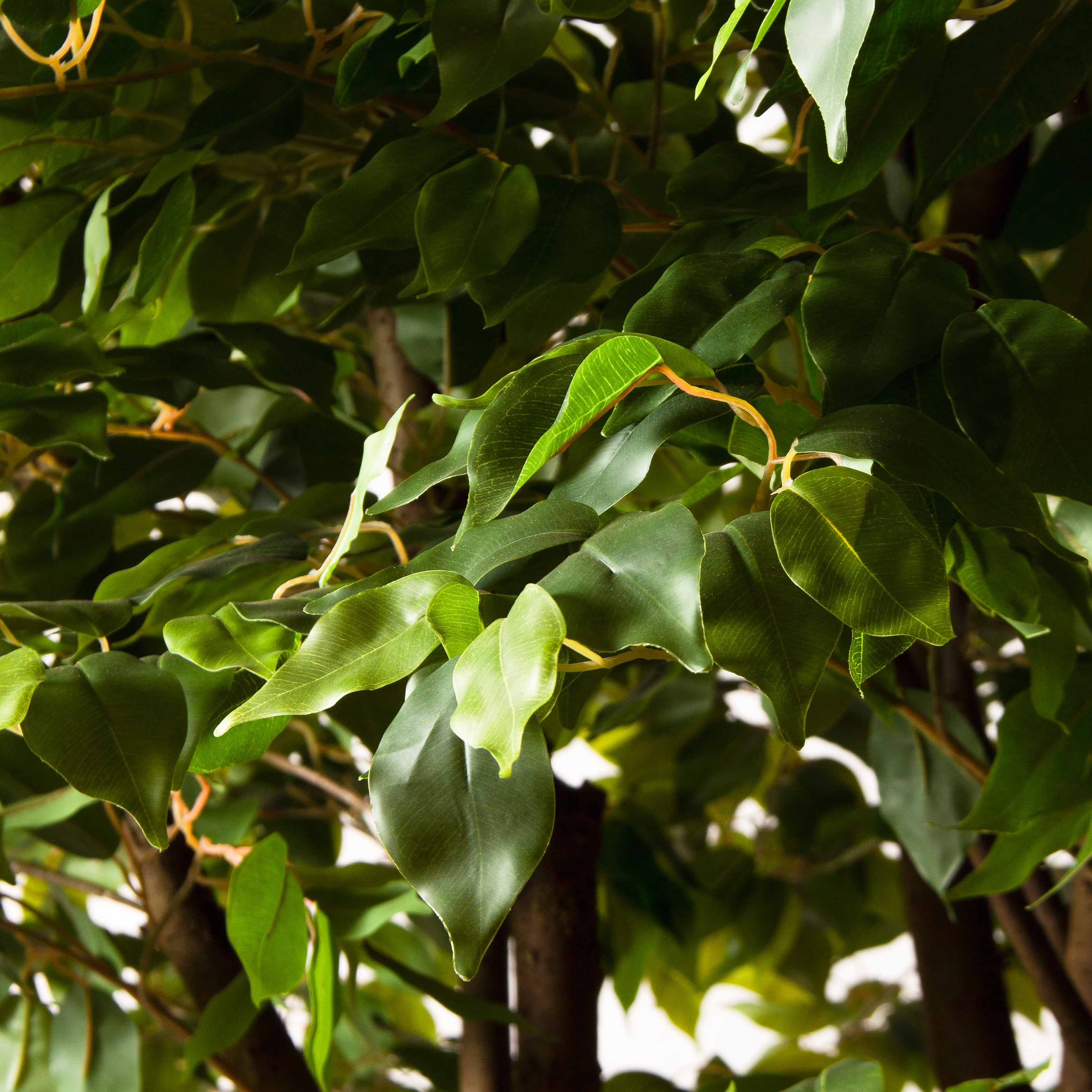 270/РН/34(з)(Пр)(F) Фикус искусственный h270см,d230см, латекс_7