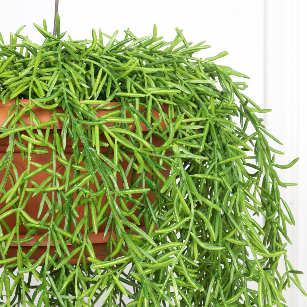 КЗ/20 Палочник ампельный в подвесном кашпо d26см_4