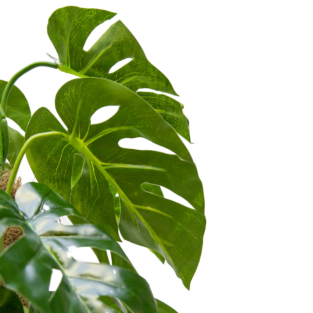 К120/215 Монстера 120см (латекс)_2