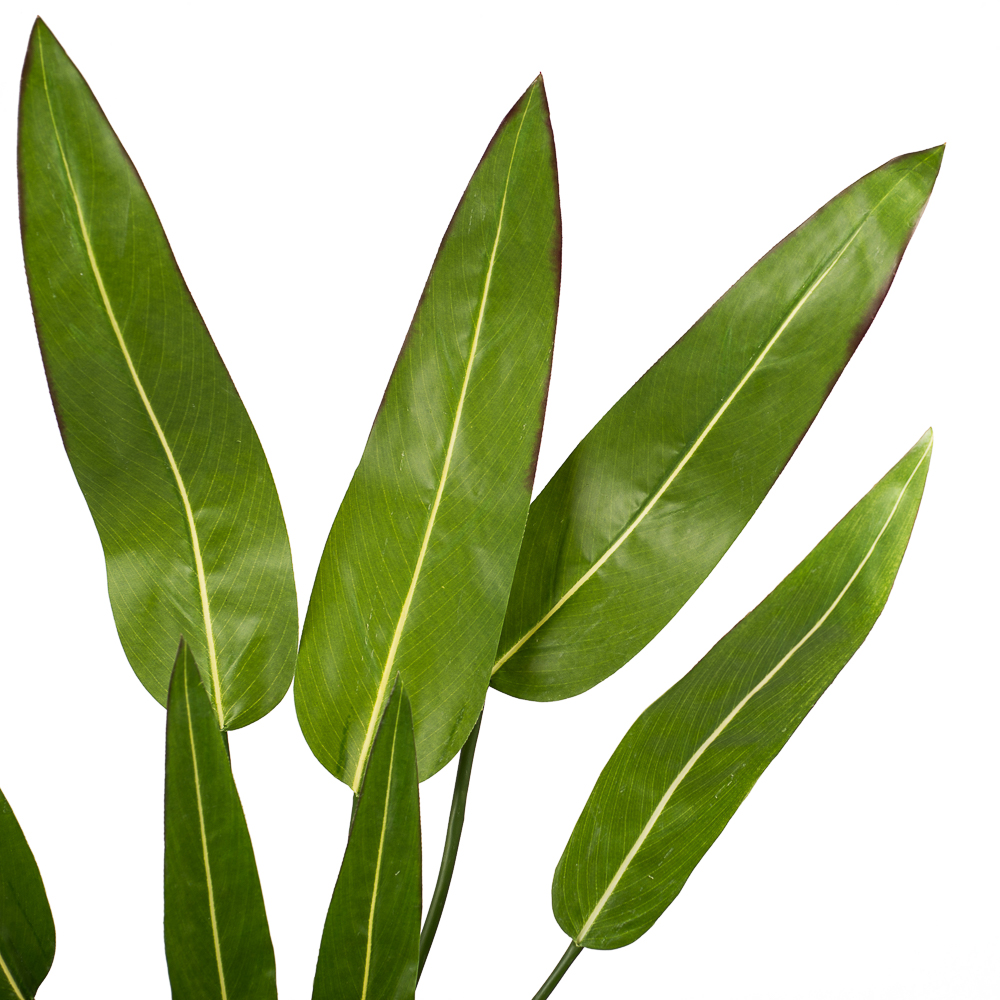 7143/0033-5 Куст стрелиции мелкий*7л  h=90см (75+15)_2