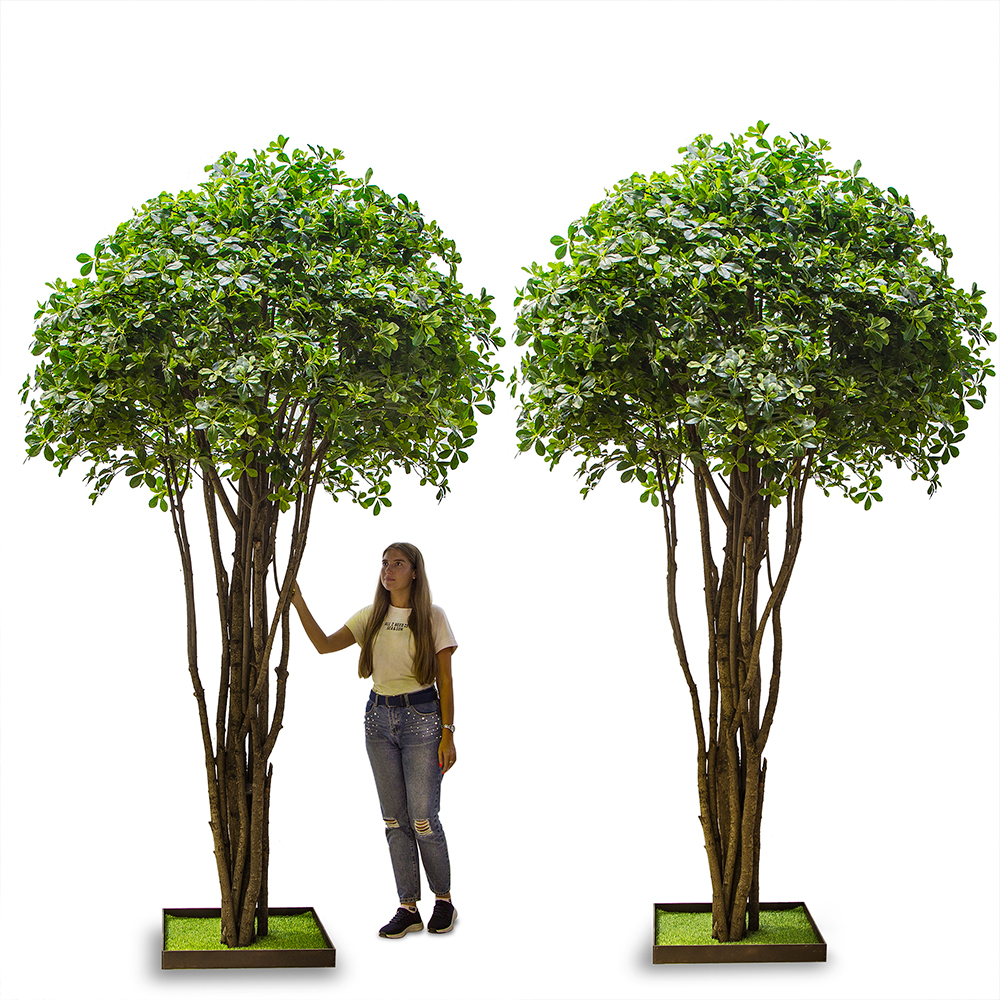 320/РН/84-2(з.)Шефлера h=320см на газон.основании 65*65_3