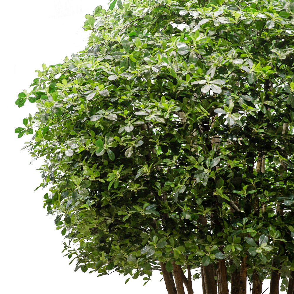 450/РН/84(з.) Шефлера h450см d300см в кашпо d42_2