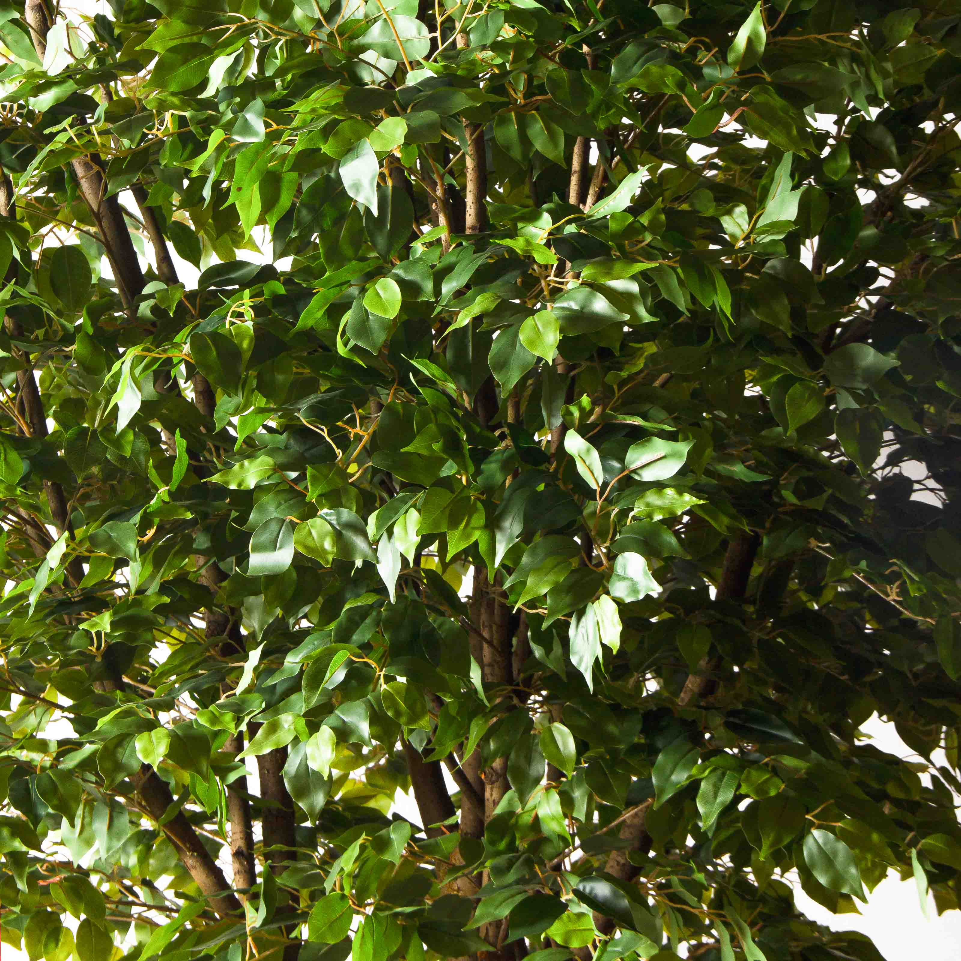 270/РН/34(з)(Пр)(F) Фикус искусственный h270см,d230см, латекс_9