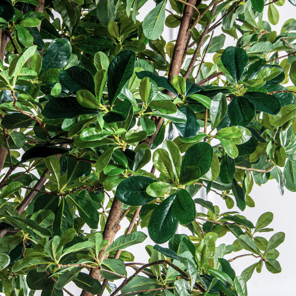 250/РН/АСС/84-1(з)(Пр)(F) Шеффлера искусственная h250см (латекс)_5