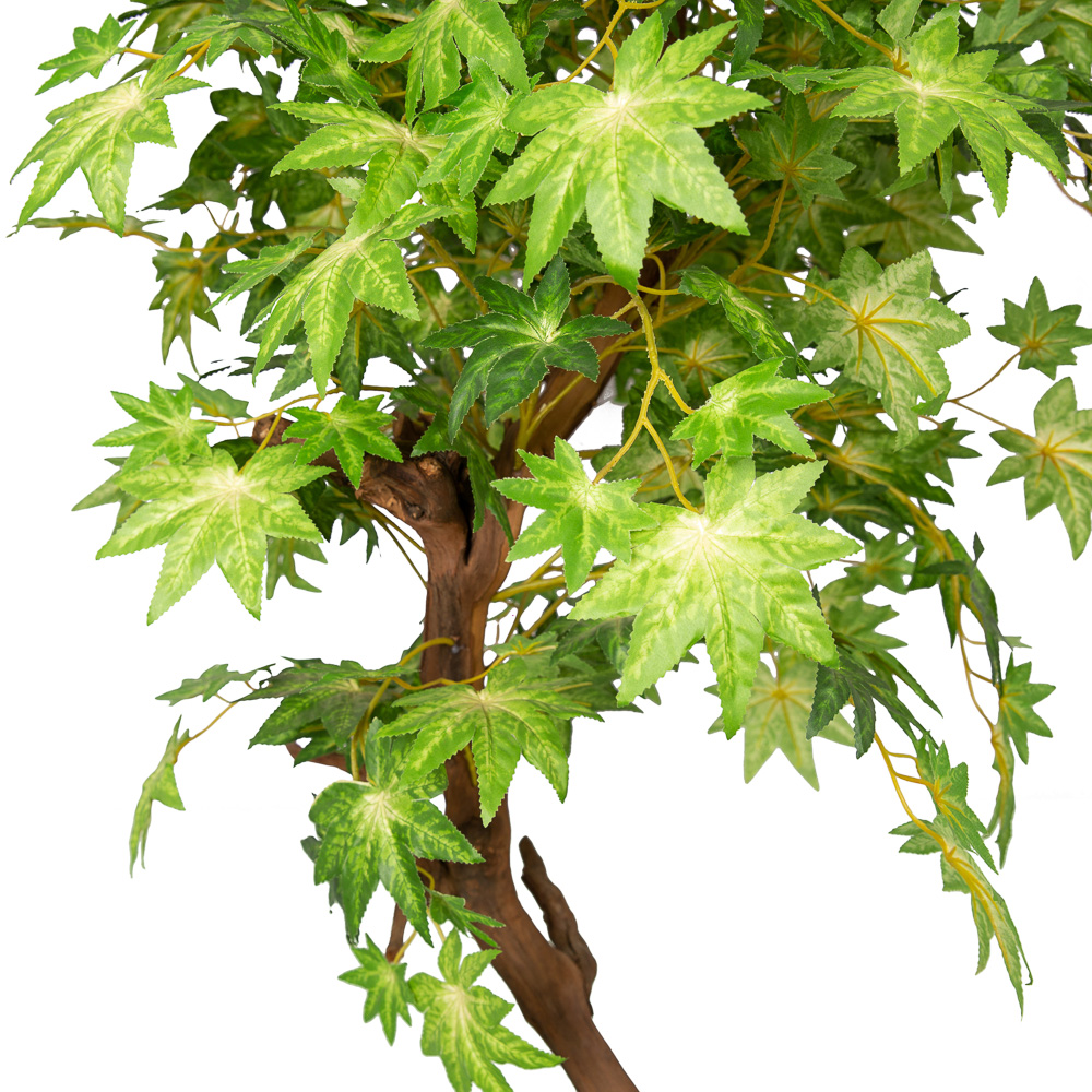 140/77 Клён 140см_2