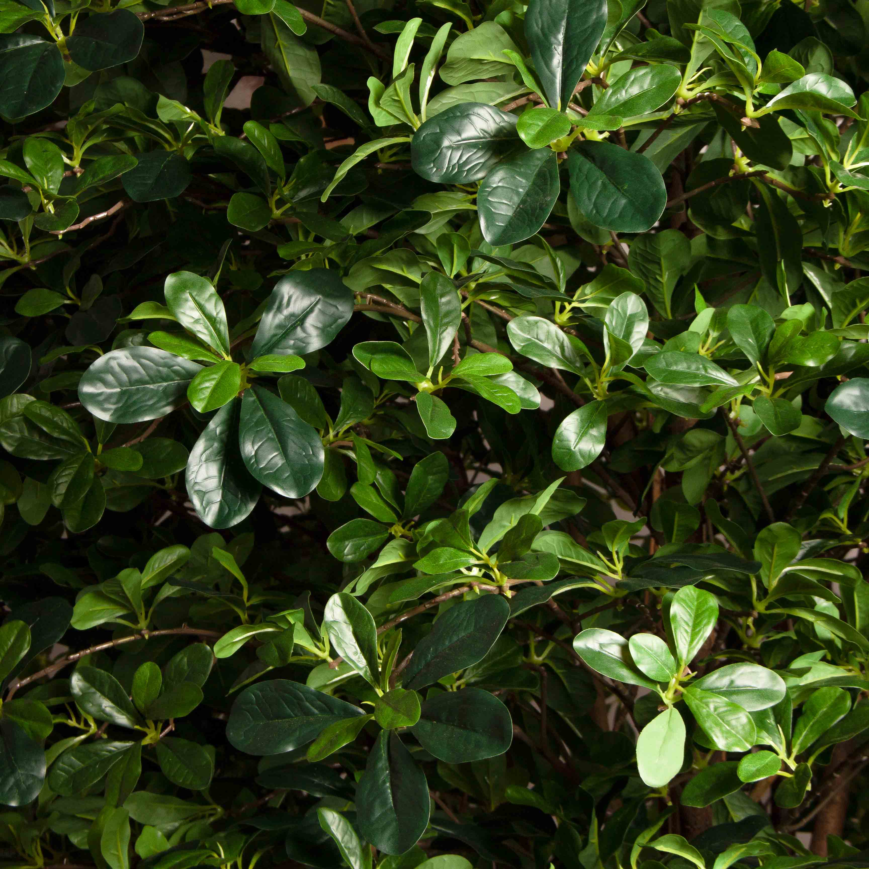 280/РН/84(УУ)(Пр)(F) Шеффлера искусственная h280см (латекс)_4