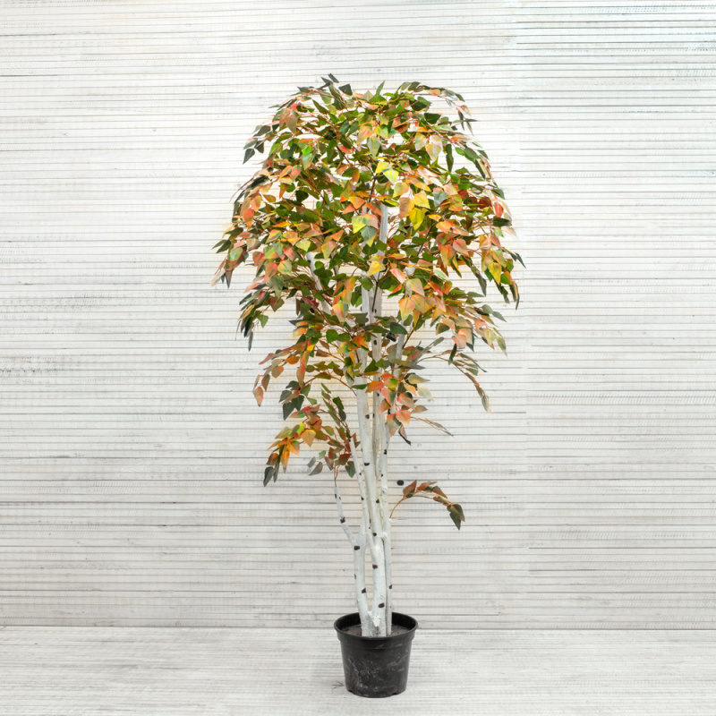 200/Р/12М-1(з.) Береза 200см