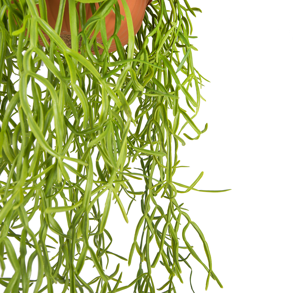 КЗ 21 Рипсалис зеленый в подвесном кашпо d-30см _2