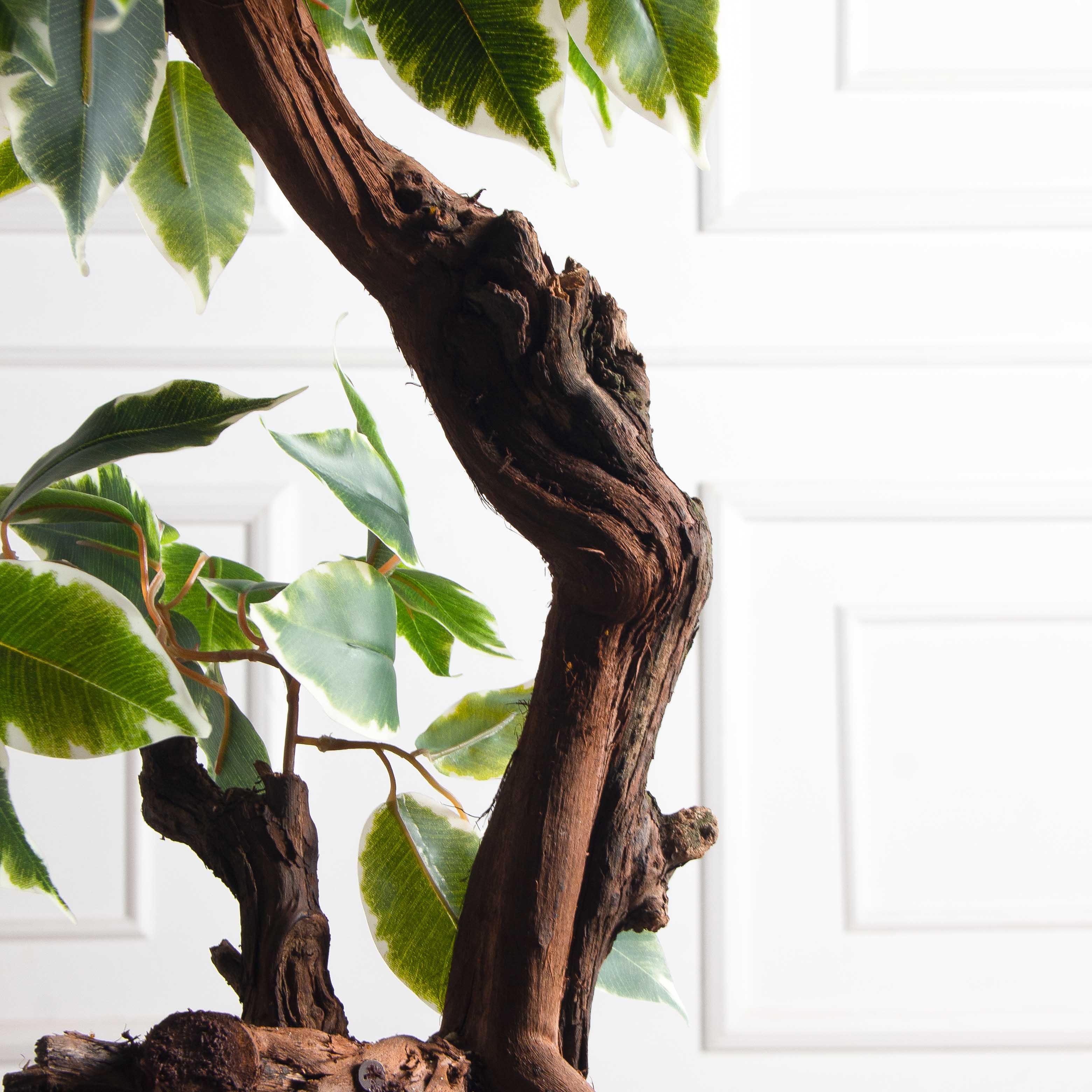 БЛ055/2К/ОС/61-1(з)(F) Бонсай искусственный Фикус пёстрый h55см на круглом основании_3