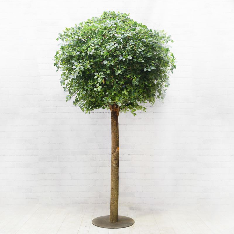 300/ШК-84/1(з.) Шеффлера h-300см на основании