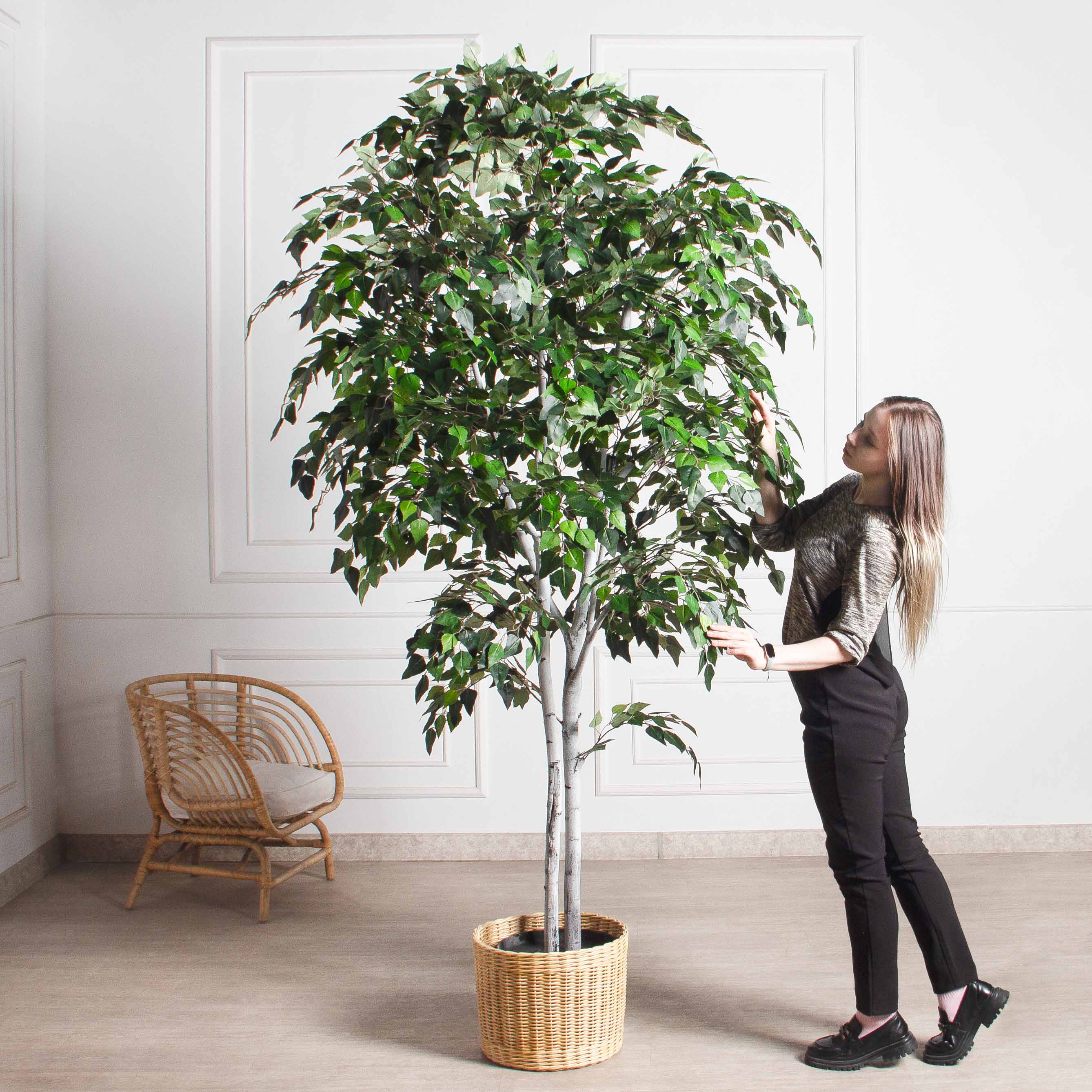 240/РН/12М-1(з)(F) Береза искусственная 2 ствола h240см_2