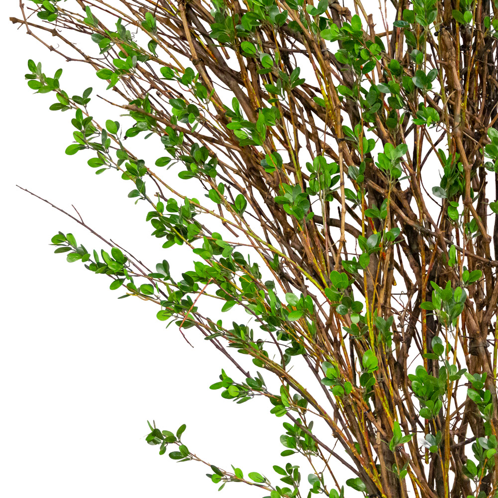 300/РН/46М-3(з) Бугенвилле́я искусственная h300см, d160см_1