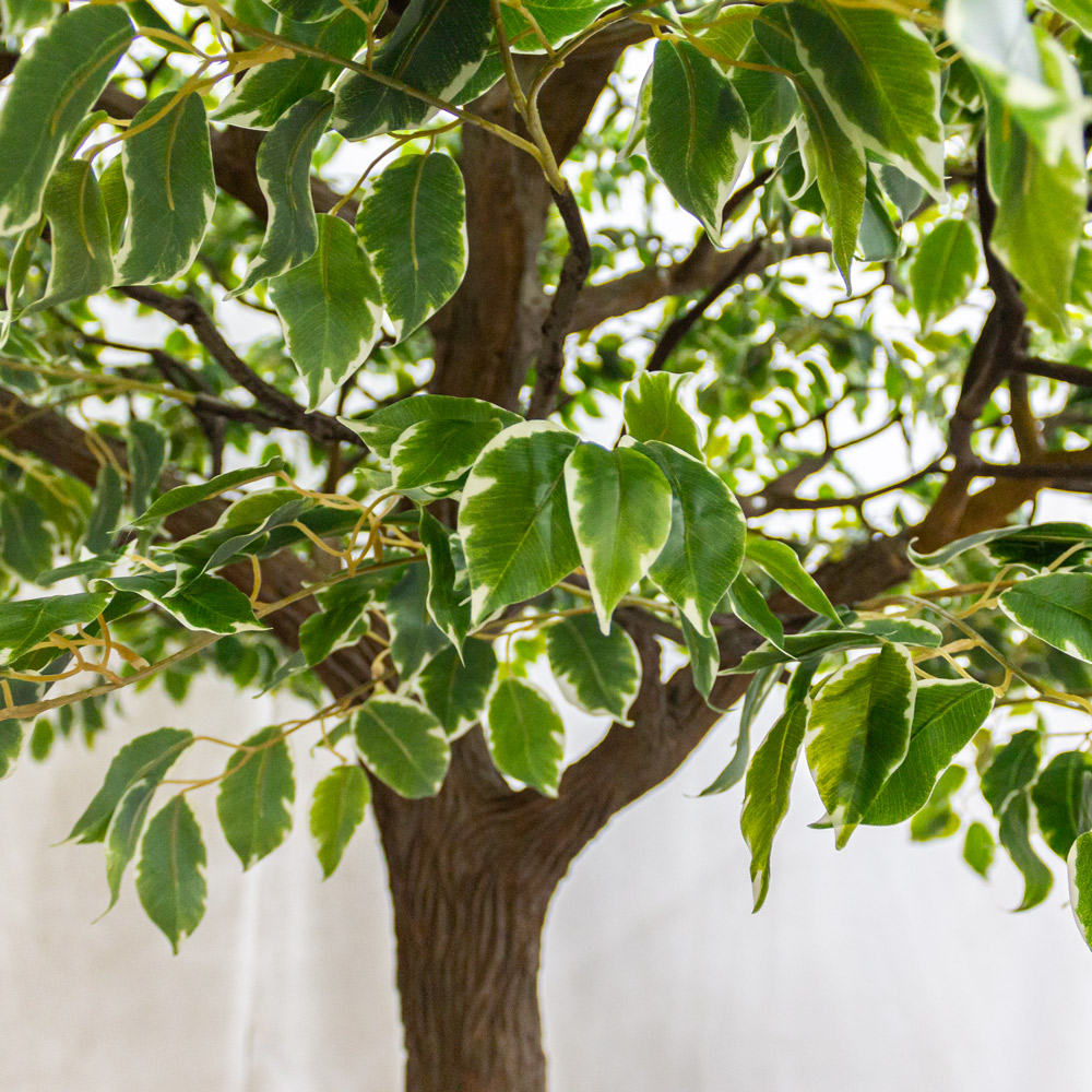 420разб/17М(з) Фикус Бенджамина искусственный h420см, d250-270см_5
