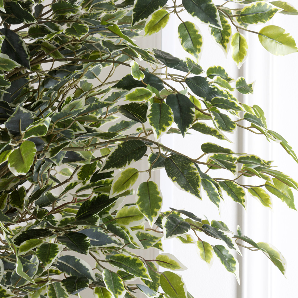 190/3К/Р/23М Фикус Бенджамина Старлайт h190см(латекс)_6