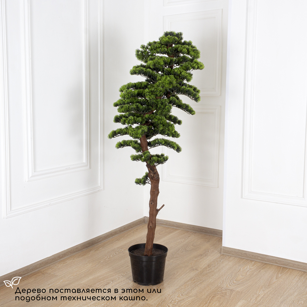 160/ОС/230 Бонсай сосна h160см_6