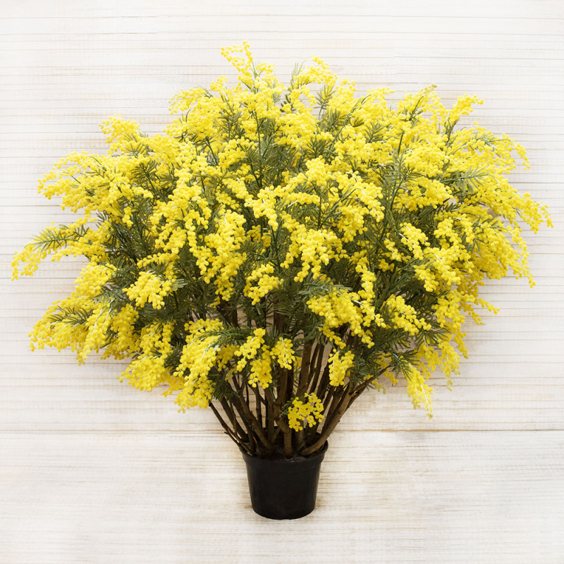 150/ШК/43(з) Куст Мимозы h-150см d кроны 150см