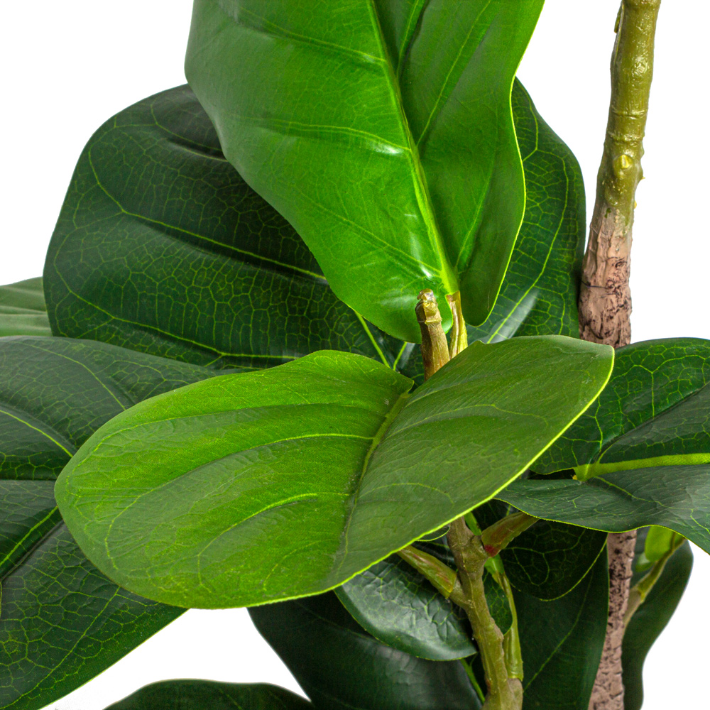 140/К/452(Х)(Fix) Фикус Лирата h140см_3