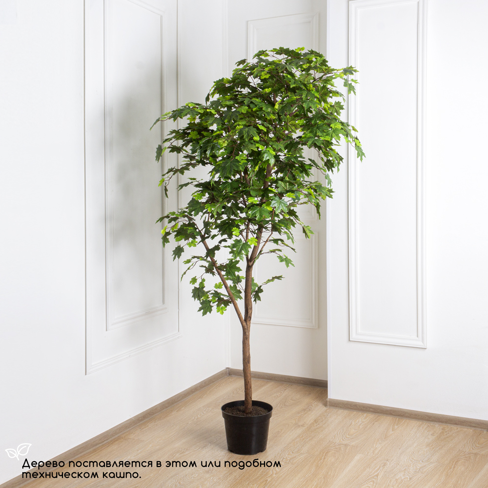 210/РН/77 Клён итальянский h210см_4