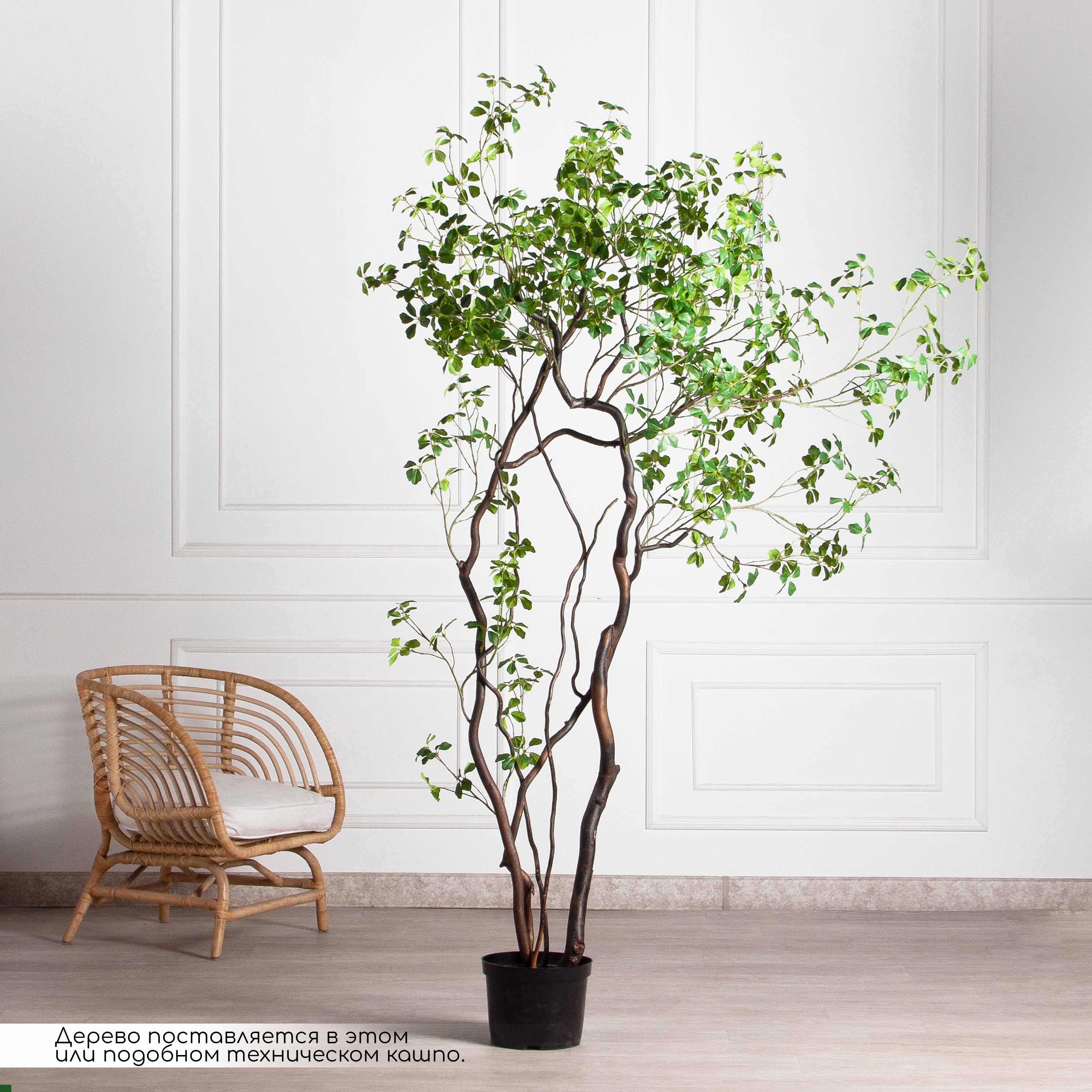 220/ВИТ/АСС/534(Пр)(F) Шеффлера искусственная Компакта  h220см_4