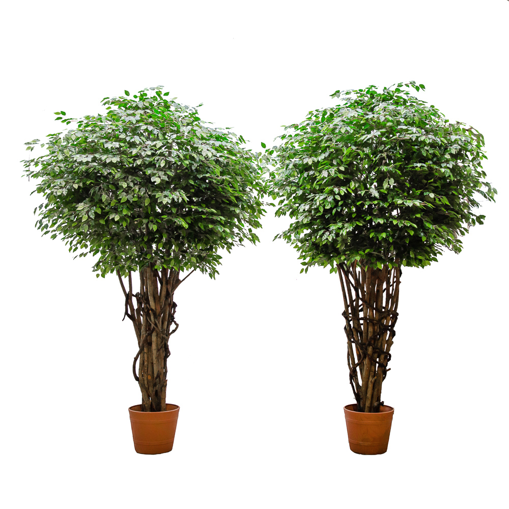 300/РН/34-10(з.) Фикус h300см (латекс)_4