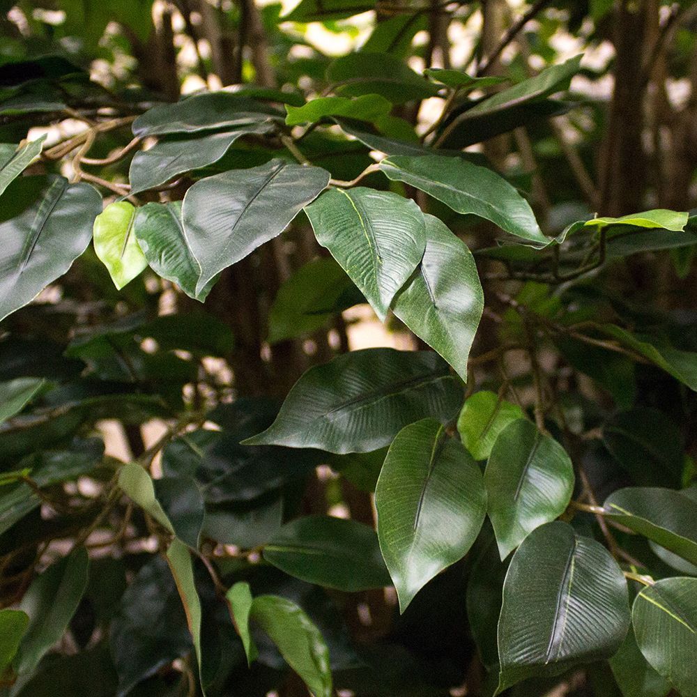 300/РН/34-4(з/УУ) Фикус искусственный h300см (латекс) на основании _2