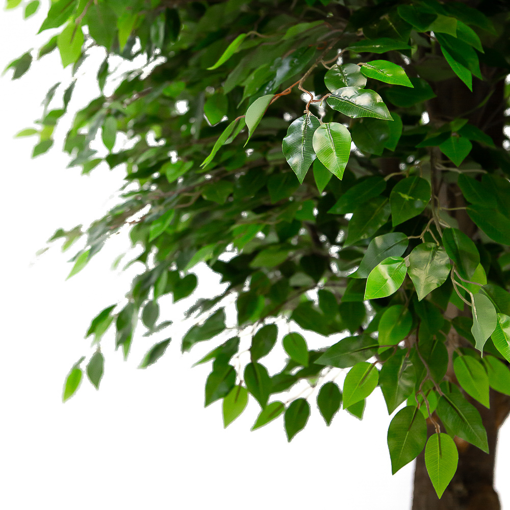 300/РН/34-7(з.) Фикус h300см(латекс) в кашпо d42см_3