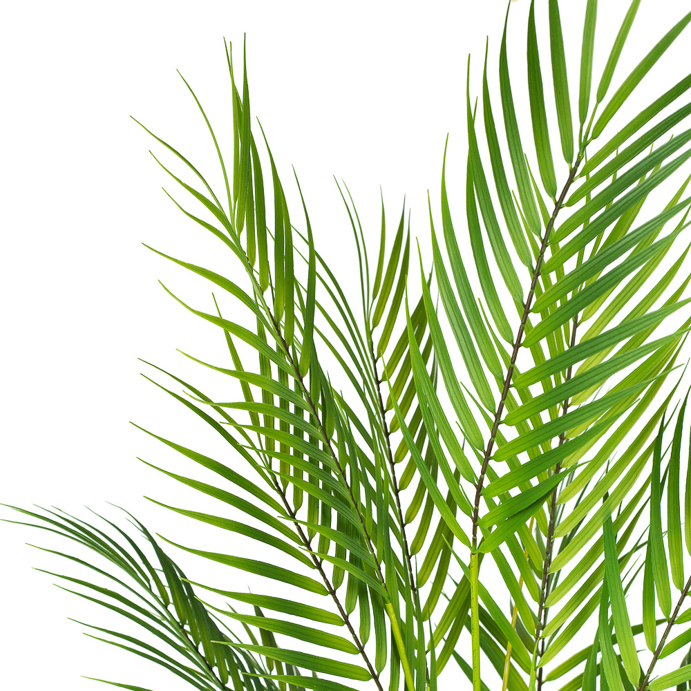 7143/0117-90 Пальма кустовая 90см (13 листов)_3