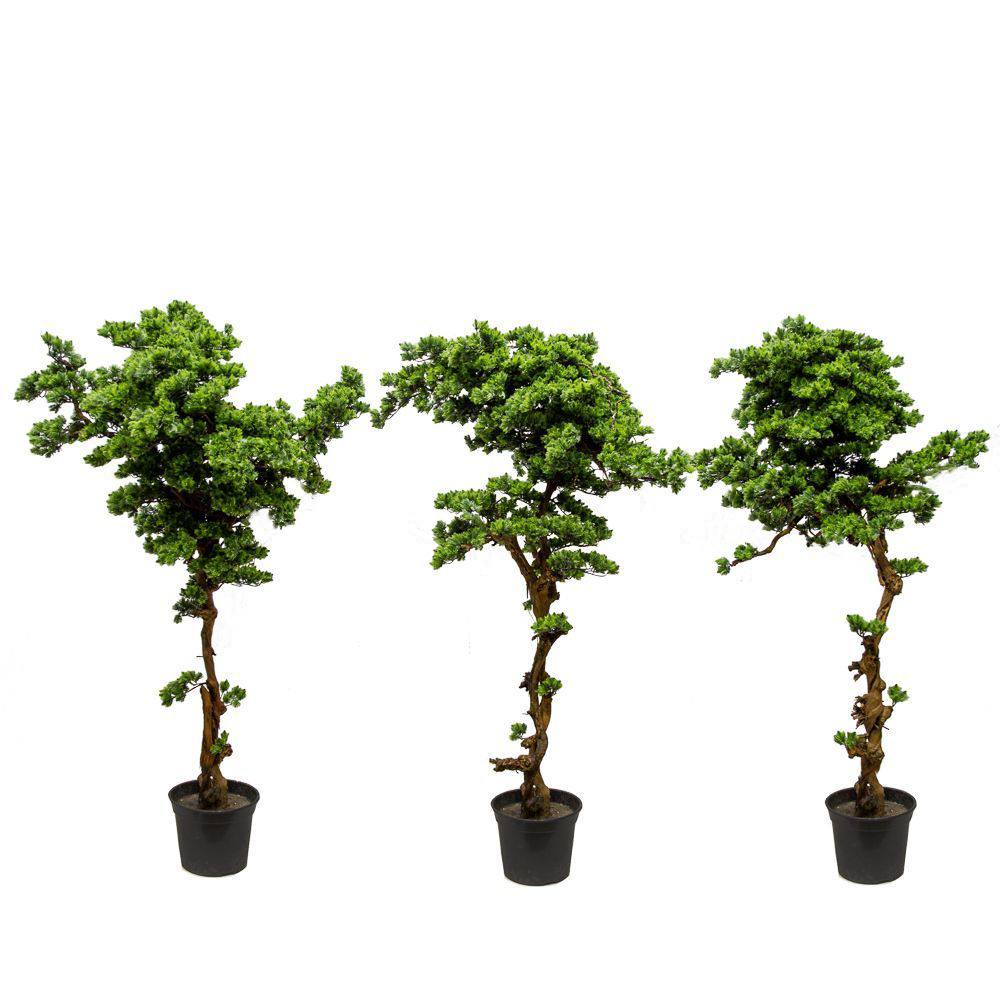 БС185/ОС/30(з) Бонсай Сосна искусственная h185см_7