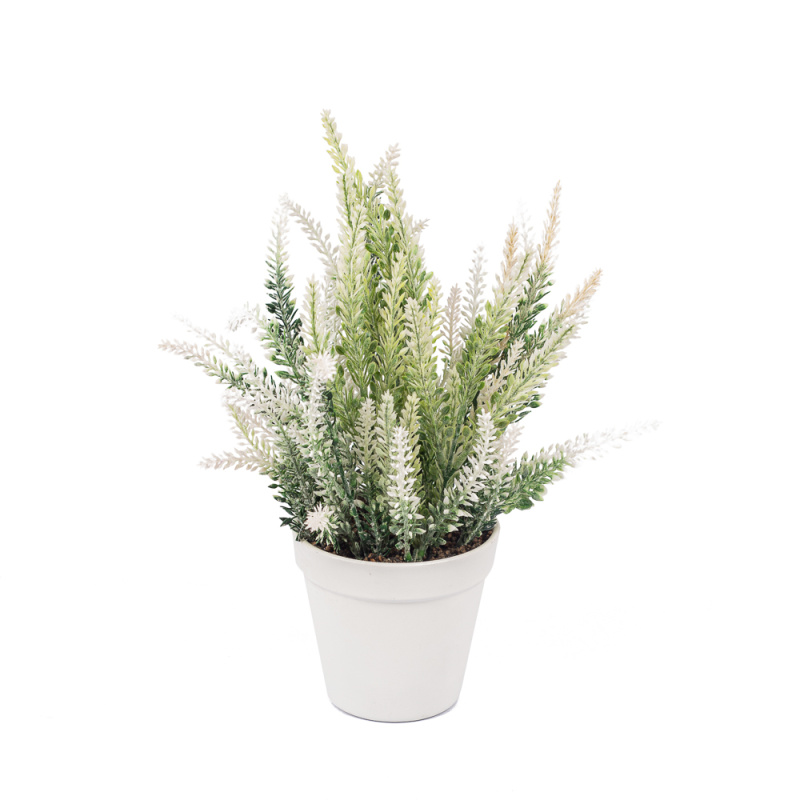 ЦС36/78-2 Лаванда h-36 в горшке h-11 (белая)