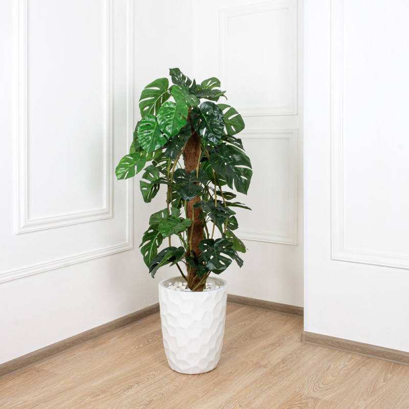 К120/215 Монстера h120см(латекс)_4