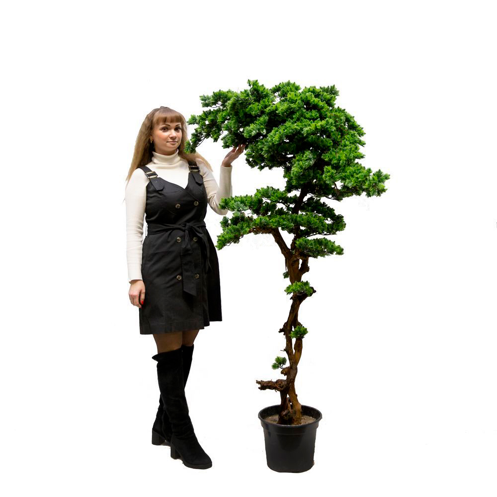 БС160/ОС/30(з) Бонсай Сосна искусственный h160см _5