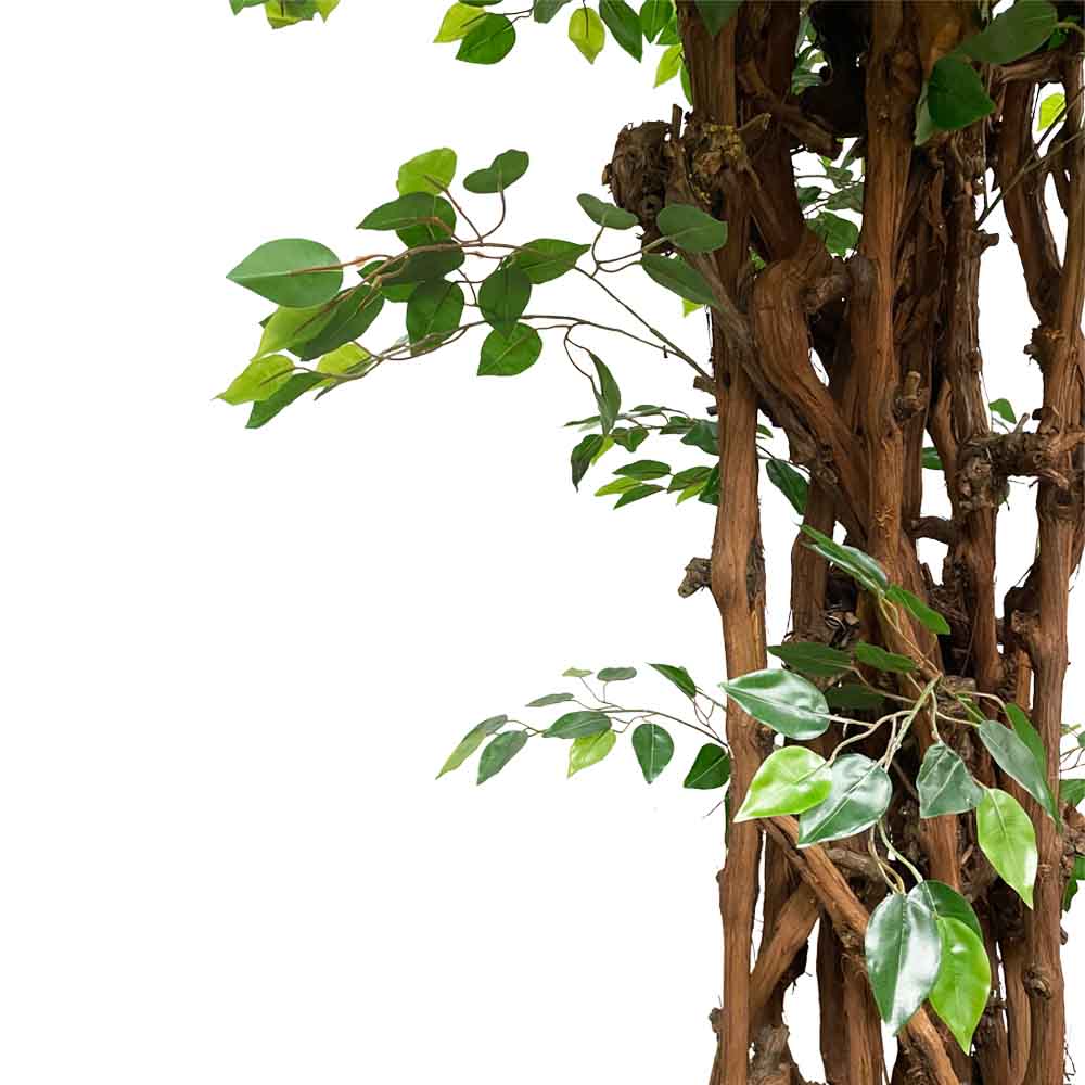 290/ОС/34(з.) Фикус (латекс)_3