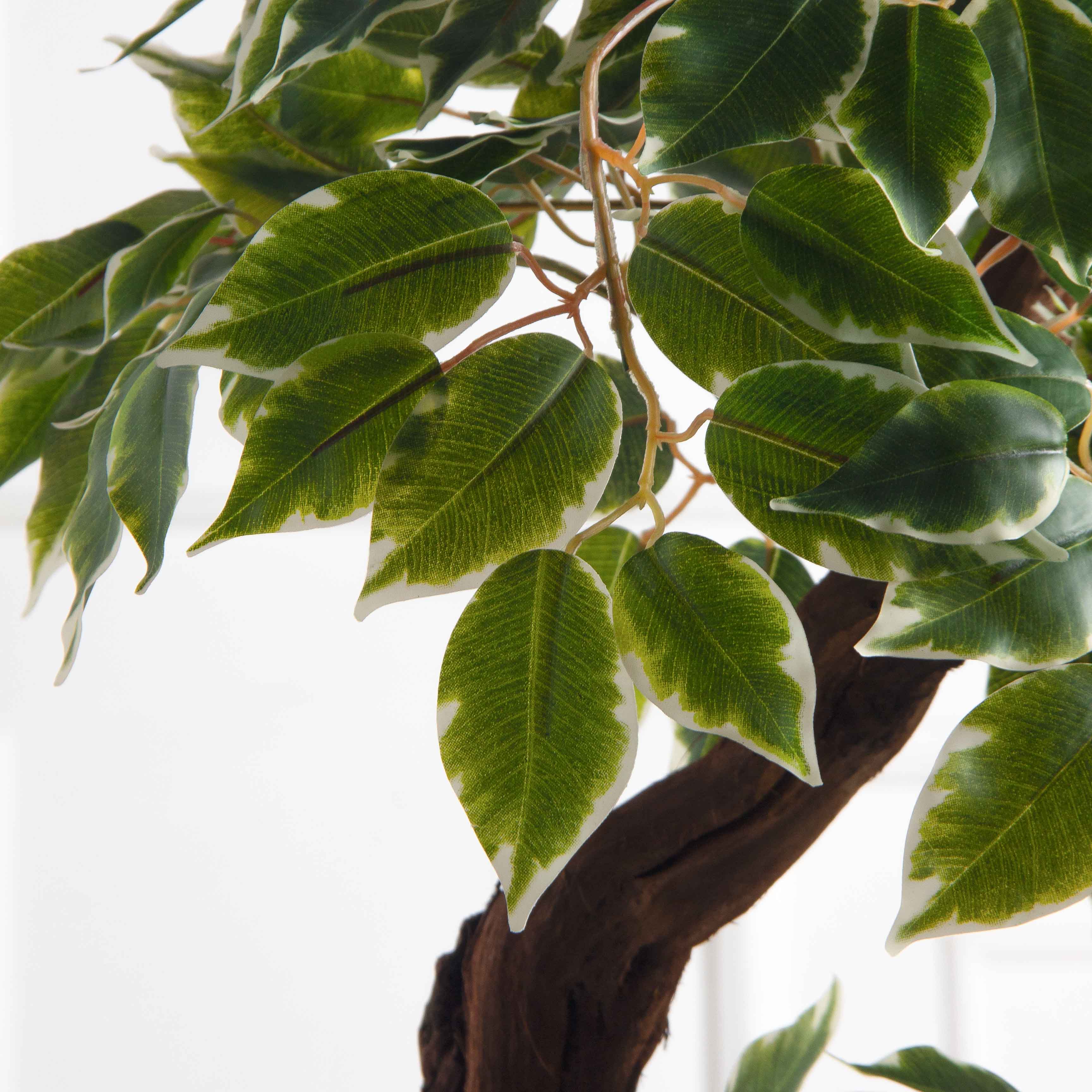 БЛ055/2К/ОС/61-1(з)(F) Бонсай искусственный Фикус пёстрый h55см на круглом основании_2