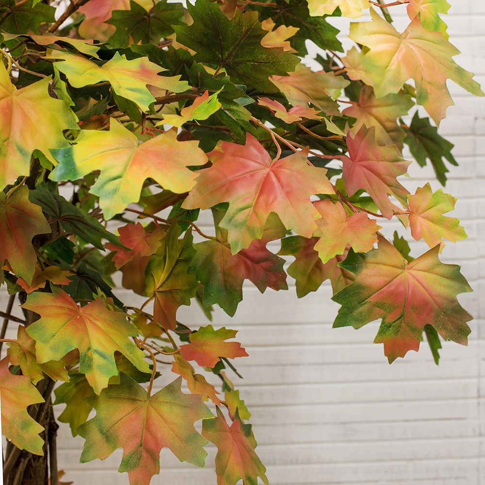 180/ССТ/77-2 Клен Осенний h-180см_2