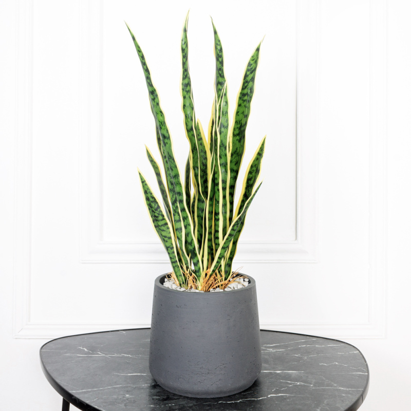 ЦС93-2 Сансевиерия желтая h55см в кашпо d15см_2