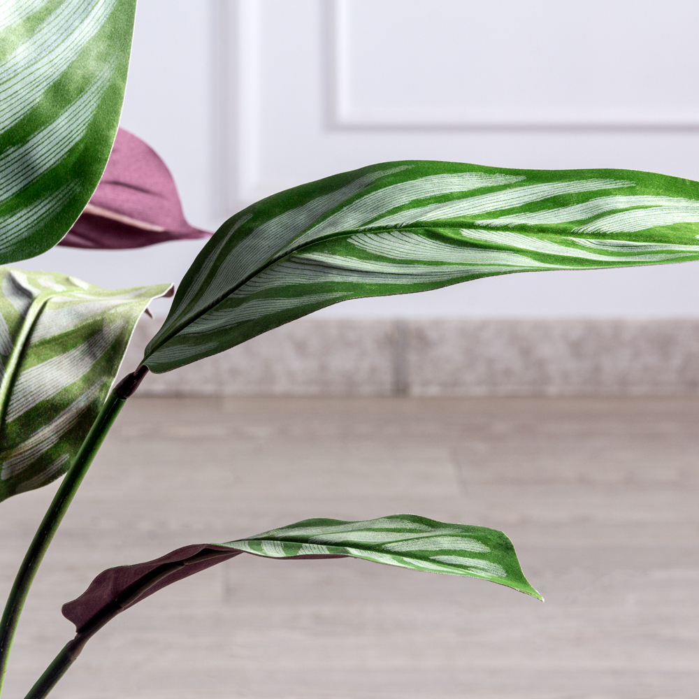 100/К/503(F) Калатея Фредди искусственная h100см, бело-зеленая_1