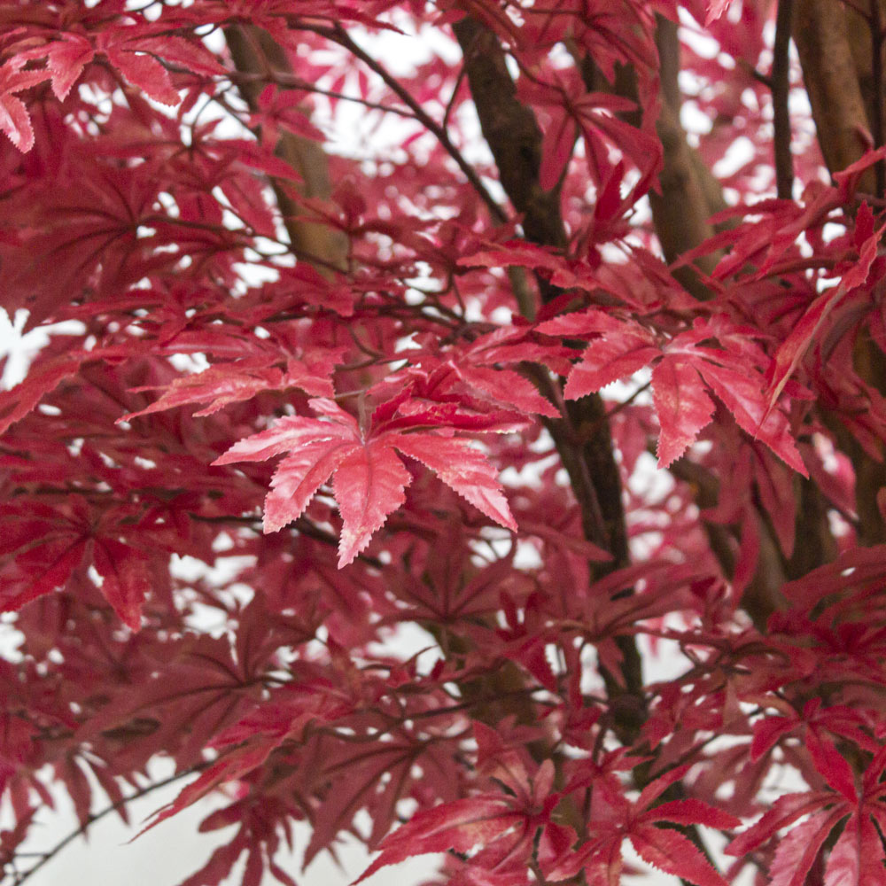 320/РН/400-1(з.) Клен японский искусственный h320см, d кроны 230см(h150см от пола до нач.кроны)_2