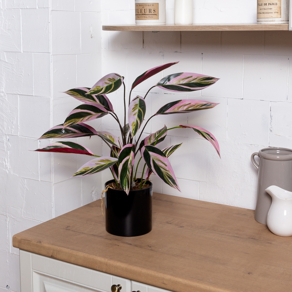 ЦС212-2(F) Калатея искусственная Строманта,  розово-зеленая_2